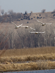Trumpeter Swans 6843